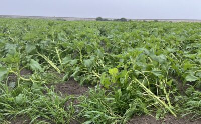 【第26回 柳川ひまわり園🌻】8月30日生育状況（台風10号）