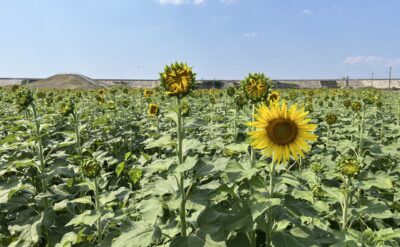 【第26回 柳川ひまわり園🌻開園は9月13日～】9月9日生育状況