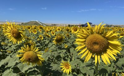 【第26回 柳川ひまわり園🌻】9月17日生育状況