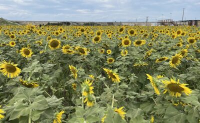 【第26回 柳川ひまわり園🌻】9月20日生育状況