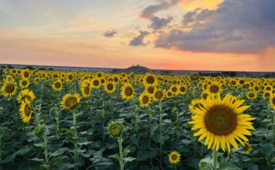 【第26回 柳川ひまわり園🌻】9月12日生育状況