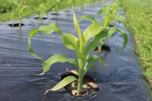 2025sweetcorn