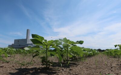 【2025（第27回）柳川ひまわり園】8月23日現在の生育状況をお知らせします！