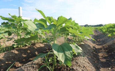 【2025（第27回）柳川ひまわり園】8月28日現在の生育状況をお知らせします！