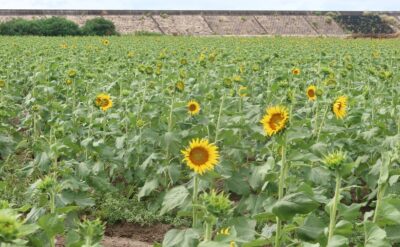【2025（第27回）柳川ひまわり園は9月23日まで】9月14日の開花状況です！