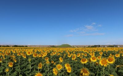 【2025（第27回）柳川ひまわり園は9月23日まで】9月21日、ひまわり園は満開です！