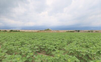 【2025（第27回）柳川ひまわり園】9月2日現在の生育状況をお知らせします！