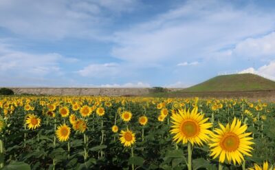 【2025（第27回）柳川ひまわり園は9月23日まで】9月15日の開花状況です！