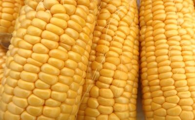 スイートコーン収穫体験・販売会2026を開催しました！