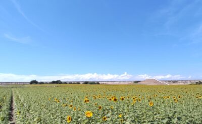 柳川ひまわり園2026　現在の開花状況（9月1日更新）