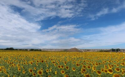 柳川ひまわり園2026　現在の開花状況（9月5日更新）